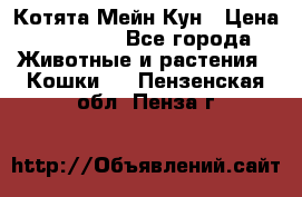 Котята Мейн Кун › Цена ­ 15 000 - Все города Животные и растения » Кошки   . Пензенская обл.,Пенза г.